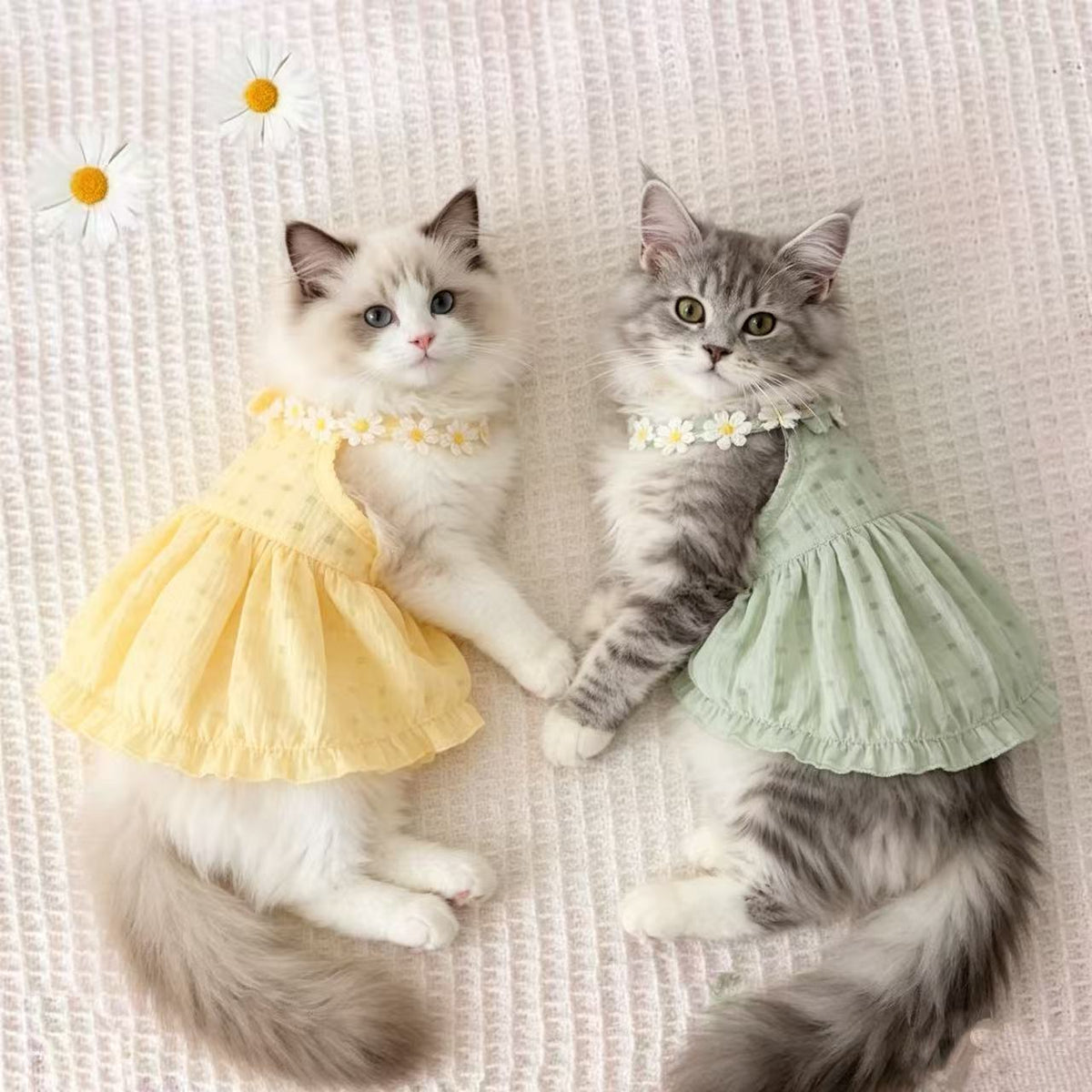 Chic Cat Summer Dress