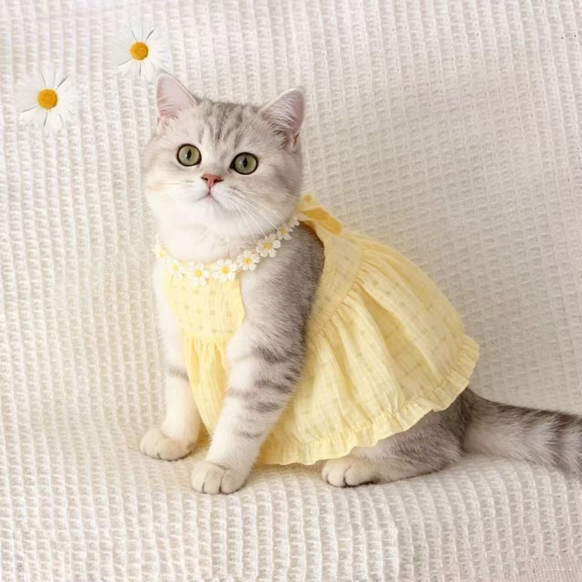 Chic Cat Summer Dress